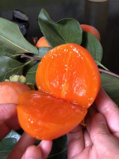 V2EX-最热主题有 V 友喜欢吃软柿子的不？#v2exkrisbai: 前两年在组里推过自家柿饼，谢谢 V 友们的捧场后续也有了些流量