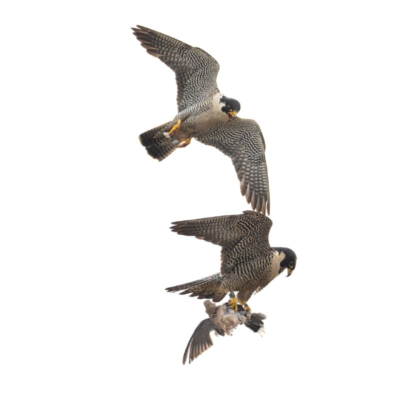 V2EX-最热主题游隼夫妇的空中交接Olivia: 飞行速度最快的鸟，游隼在繁殖季，公鸟会很勤奋的抓猎物送给母鸟，它们喜欢在空中交接