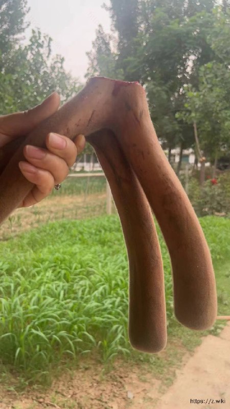 V2EX-最热主题自己养的梅花鹿，有鹿制品#v2exwingtao:家里自己养的梅花鹿，有新鲜鹿茸、鹿血等鹿系列产品，自己养的新鲜，品质有保证