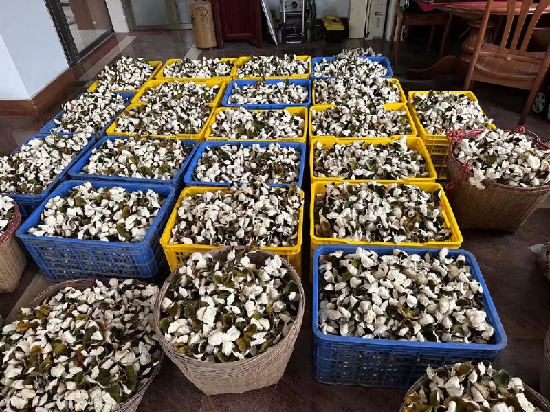 [来自珠三角小城的特色] 帮父母卖我亲手剥皮和翻晒的广东新会陈皮，泡茶/煮水/煲汤均可，自家有柑田，抽奖送试饮装mijazz:之前在站里发了个有关茶叶和咖啡的讨论帖，简单介绍了一下陈皮，没想到有 v2er 支持扫走了我手上的西甲产区陈皮