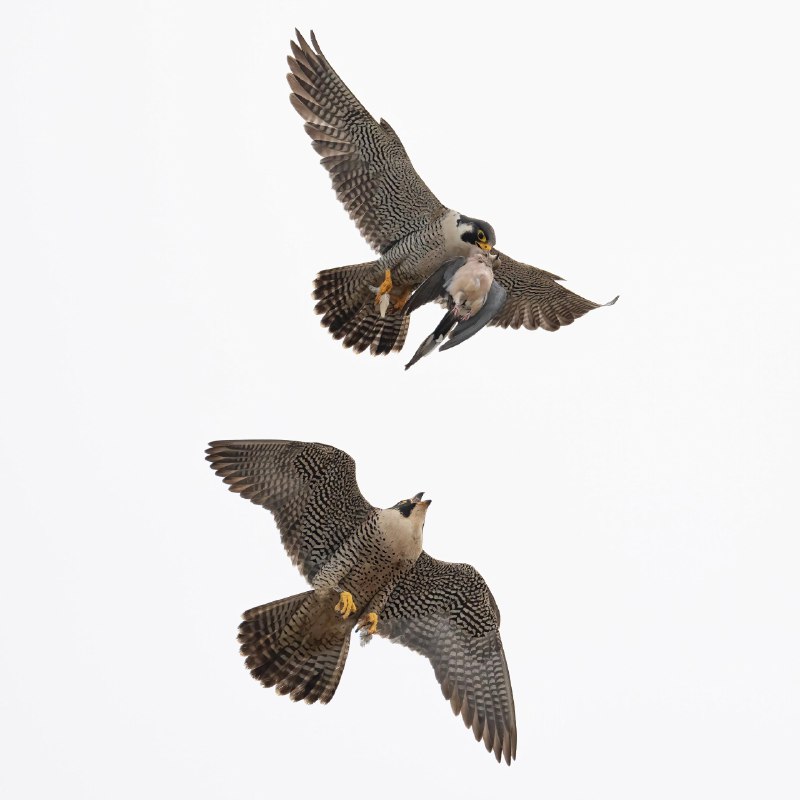 V2EX-最热主题游隼夫妇的空中交接Olivia: 飞行速度最快的鸟，游隼在繁殖季，公鸟会很勤奋的抓猎物送给母鸟，它们喜欢在空中交接