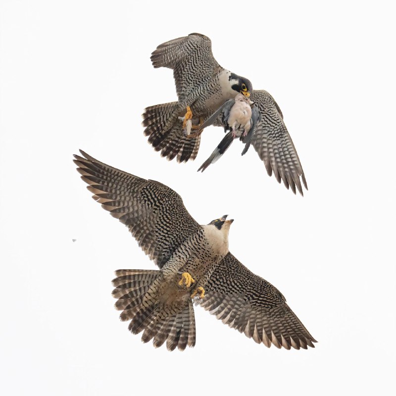 V2EX-最热主题游隼夫妇的空中交接Olivia: 飞行速度最快的鸟，游隼在繁殖季，公鸟会很勤奋的抓猎物送给母鸟，它们喜欢在空中交接