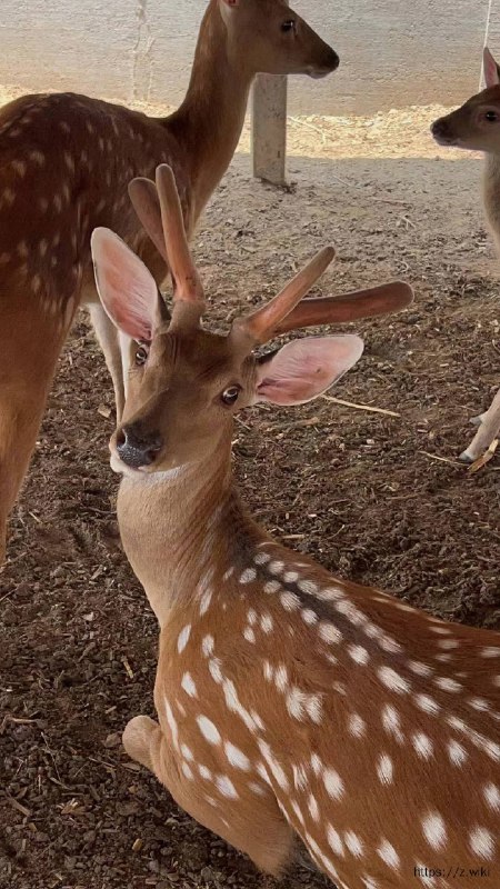 V2EX-最热主题自己养的梅花鹿，有鹿制品#v2exwingtao:家里自己养的梅花鹿，有新鲜鹿茸、鹿血等鹿系列产品，自己养的新鲜，品质有保证