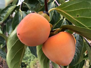 V2EX-最热主题有 V 友喜欢吃软柿子的不？#v2exkrisbai: 前两年在组里推过自家柿饼，谢谢 V 友们的捧场后续也有了些流量