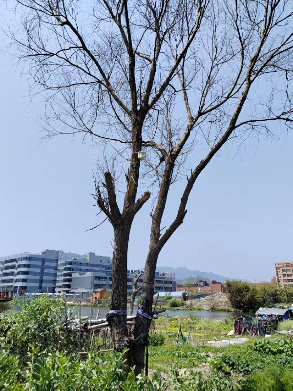 V2EX-最热主题如何防止菜地监控被盗#v2exEins: 奶奶反馈菜地经常被偷菜，于是过年期间给老人家菜地边上的树上（ 3 米左右）装了海康的 4g 太阳能监控用了两个月，监控直接被撸走了，继续被偷菜过了一个月，隔壁老太也装了一个监控，不出一个月，也被撸走了...求问 V 友有没有比较好的解决方案？[img][/img]source