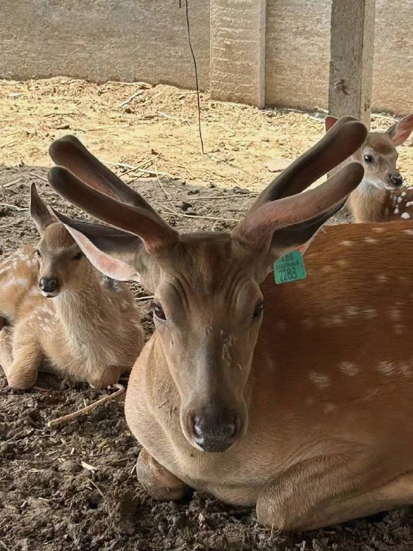 V2EX-最热主题自己养的梅花鹿，有鹿制品#v2exwingtao:家里自己养的梅花鹿，有新鲜鹿茸、鹿血等鹿系列产品，自己养的新鲜，品质有保证