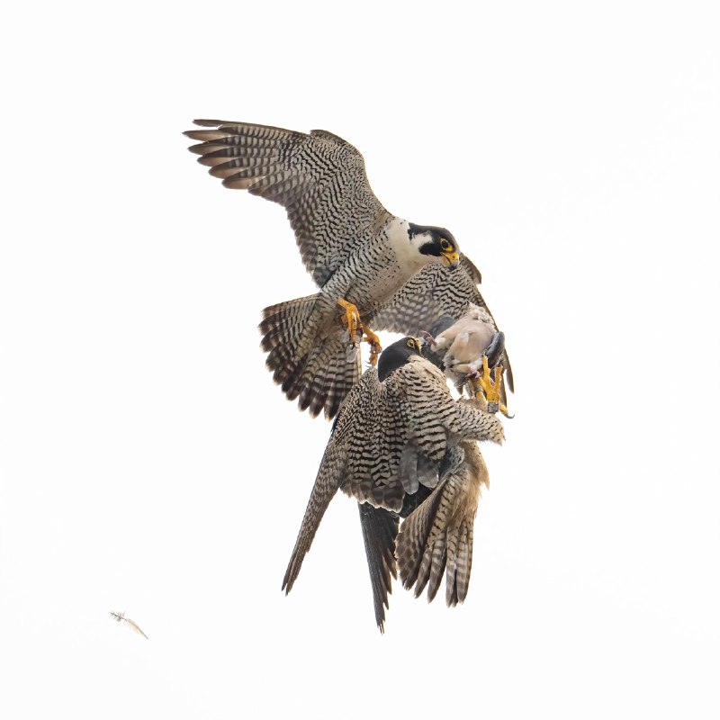 V2EX-最热主题游隼夫妇的空中交接Olivia: 飞行速度最快的鸟，游隼在繁殖季，公鸟会很勤奋的抓猎物送给母鸟，它们喜欢在空中交接