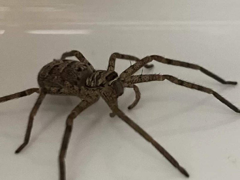 V2EX-最热主题家里进了一只超级大蜘蛛，怎么办？#v2extool2dx: 真的是特别大，和我手机一样大了，爬在衣柜的高处，我都不敢直视，生怕它跳下来，来一个包脸杀