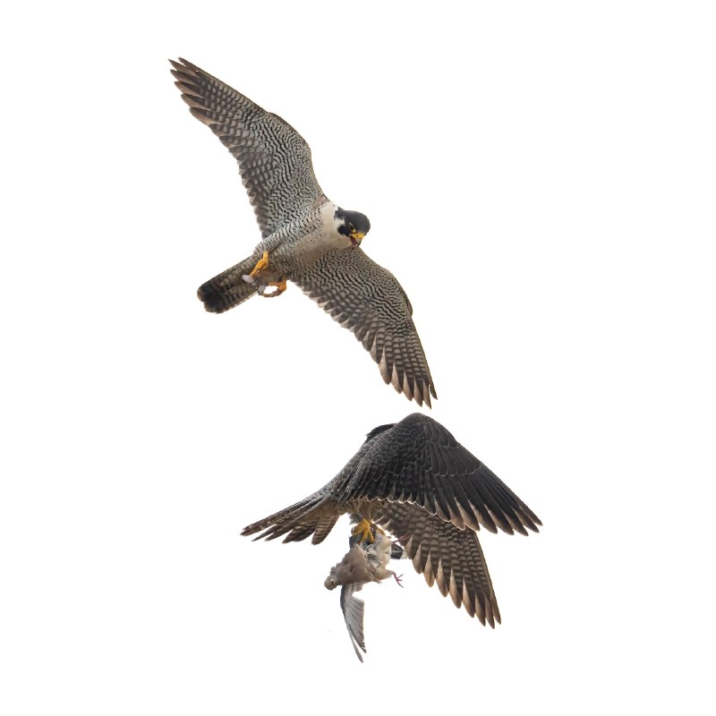 V2EX-最热主题游隼夫妇的空中交接Olivia: 飞行速度最快的鸟，游隼在繁殖季，公鸟会很勤奋的抓猎物送给母鸟，它们喜欢在空中交接